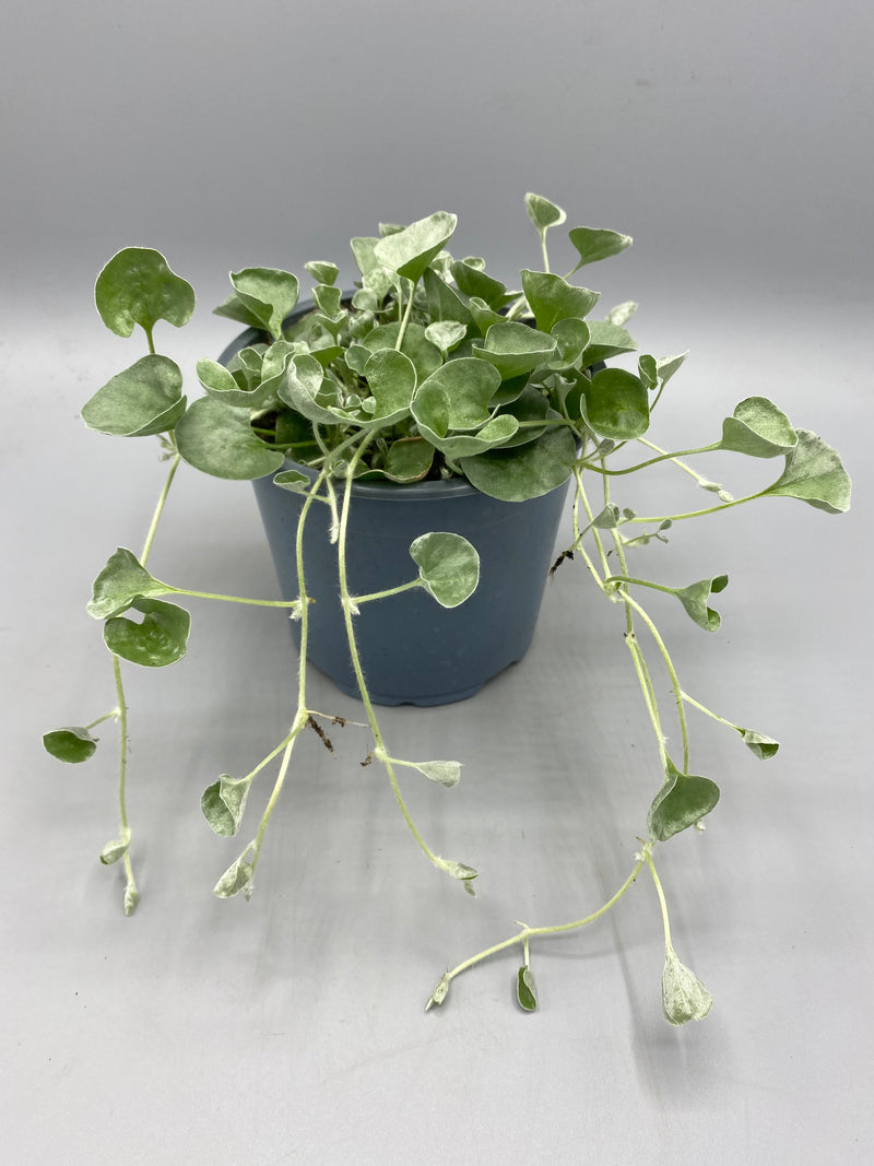 1L Dichondra Silver Falls (summer, foliage, tray of 3 fully grown plants)