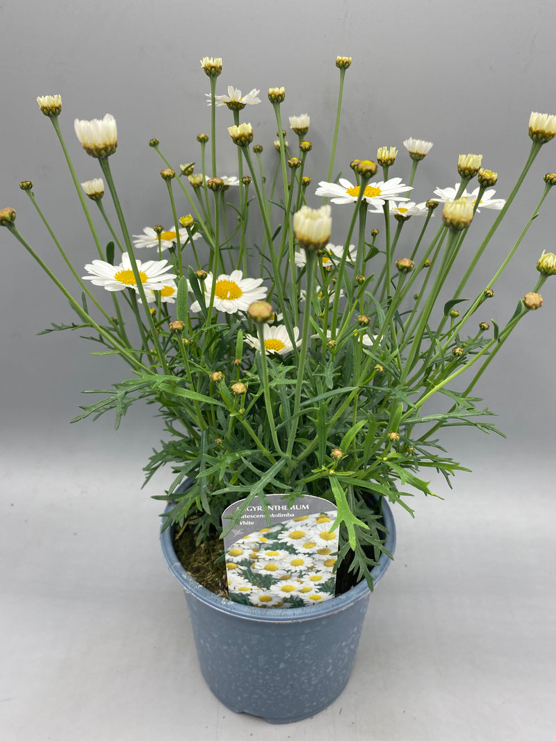 1L Argyranthemum Marguerite Daisy  (Summer)