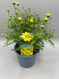1L Argyranthemum Marguerite Daisy  (Summer)