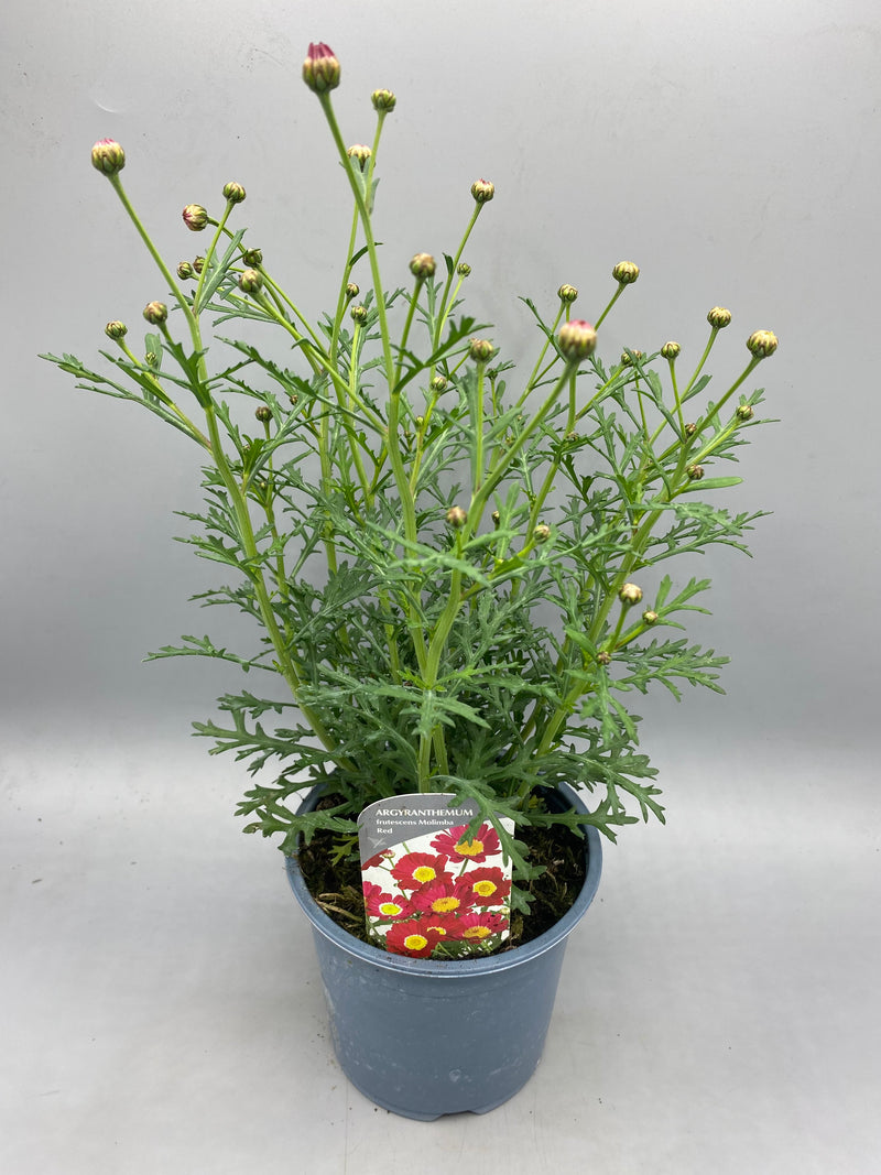1L Argyranthemum Marguerite Daisy  (Summer)