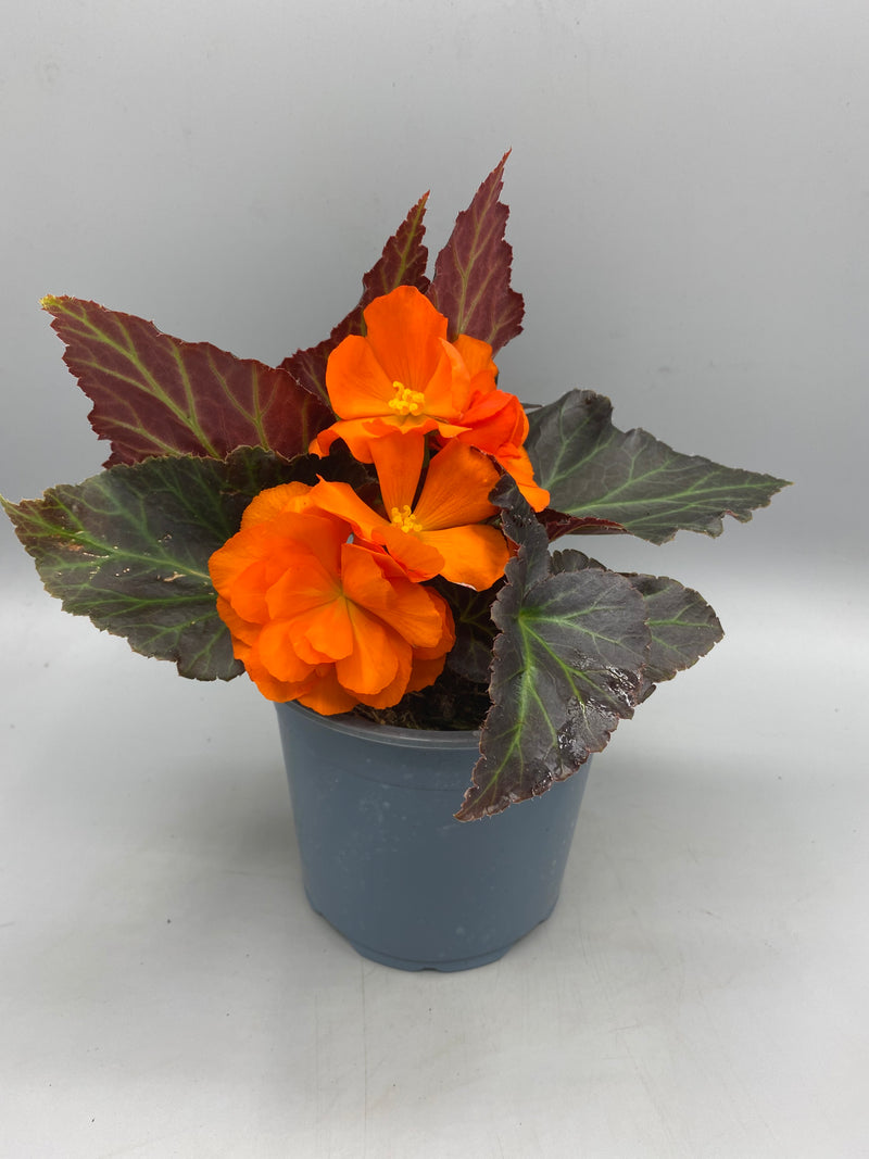 1L Begonia Nonstop (Spring, Summer)