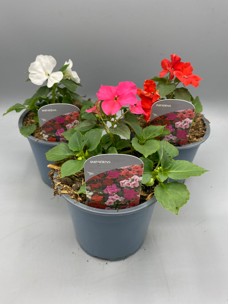1L Busy Lizzie Mixed (Summer)