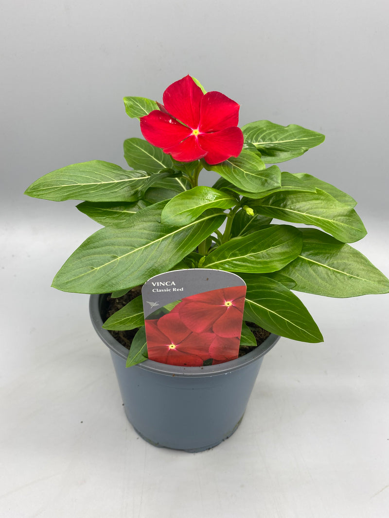 3x 1L Vinca, Catharanthus  (Summer)