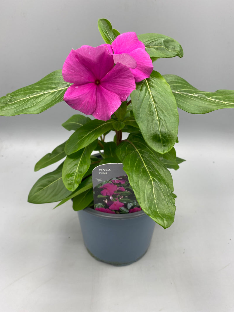 3x 1L Vinca, Catharanthus  (Summer)