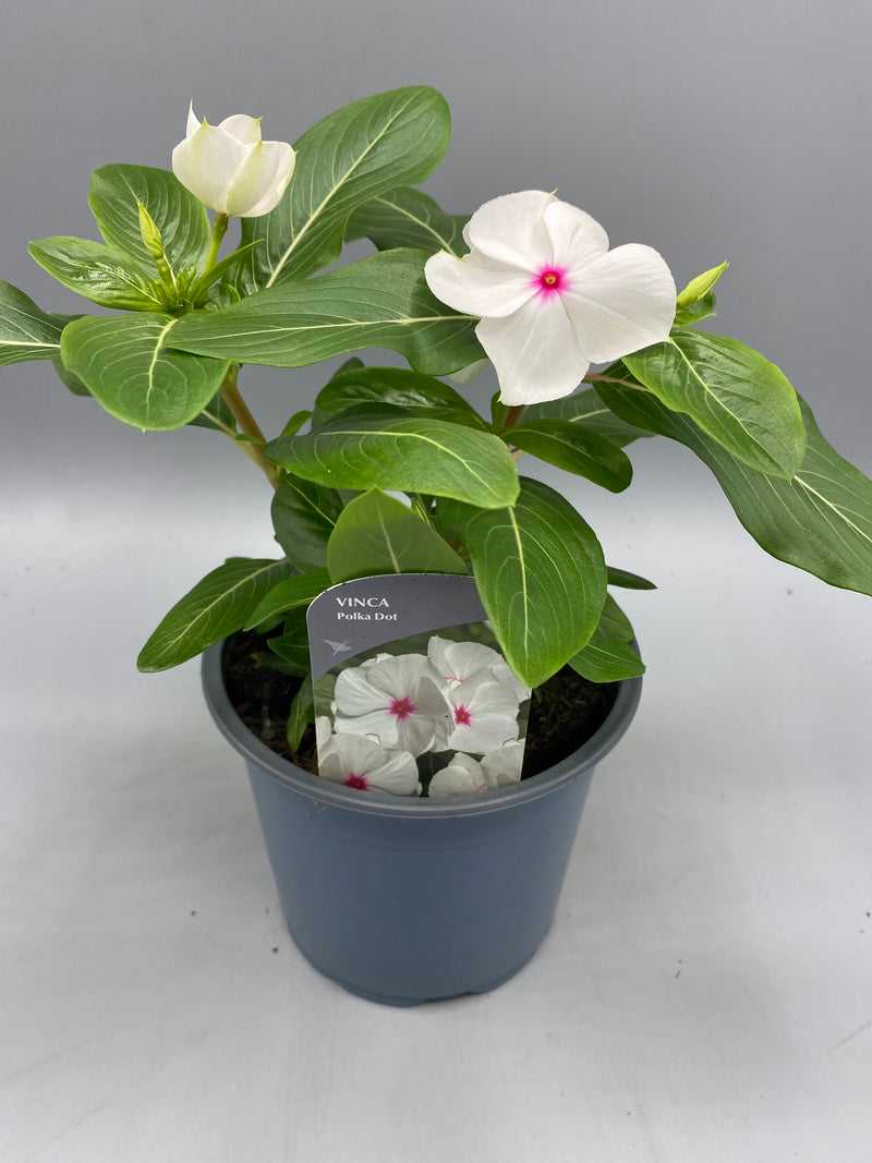 3x 1L Vinca, Catharanthus  (Summer)
