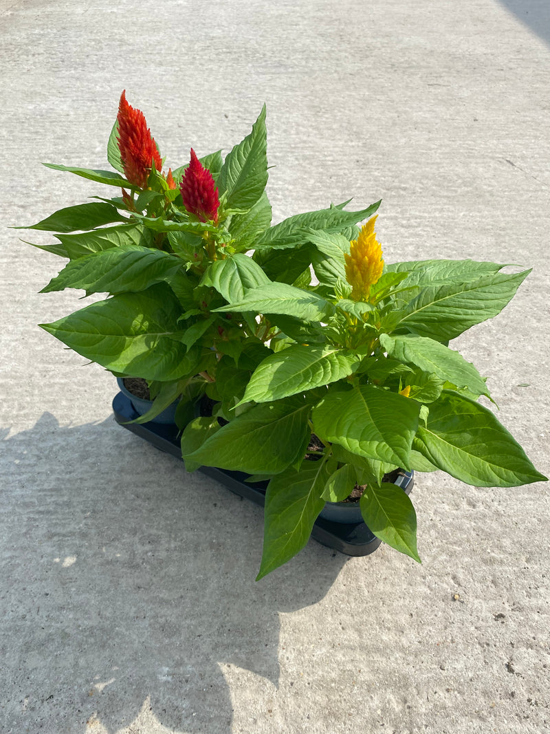 Celosia Mixed Colours x 3 1L Plants  (Summer)