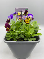 2L Mixed Viola (Summer, Autumn, Spring, 4 plants in each pot)
