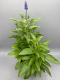 1L Salvia Victoria Blue (Summer)