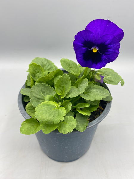 1L Pansy, Tray of 3 Plants (Summer, Autumn, Spring)