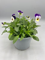 1L Viola Tray of 3 Pots (summer, autumn, spring)