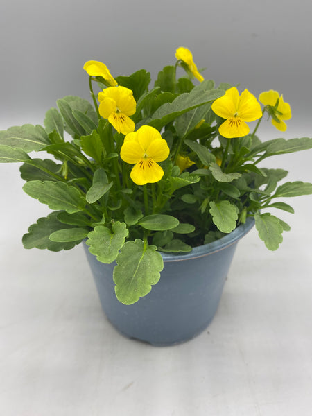 *DEAL OF THE WEEK* 1L Viola Tray of 8 Pots (summer, autumn, spring)