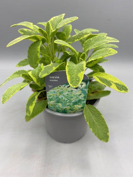 10.5cm Sage (Perennial, Foliage, Summer, Autumn, Spring)