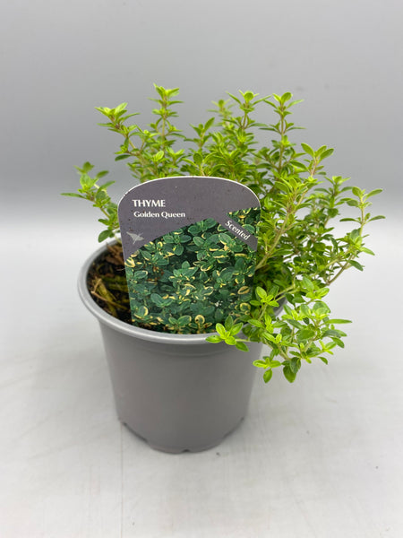 10.5cm Thyme Golden Queen (Perennial, Summer, Autumn, Spring, Foliage)