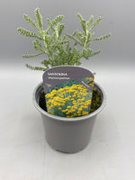 10.5cm Santolina Cotton Lavender (Perennial, Spring, Summer, Autumn, Foliage)