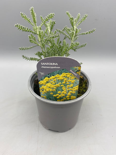 10.5cm Santolina Cotton Lavender (Perennial, Spring, Summer, Autumn, Foliage)