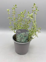 10.5cm Thyme Silver Posie (Perennial, Summer, Autumn, Spring, Foliage)