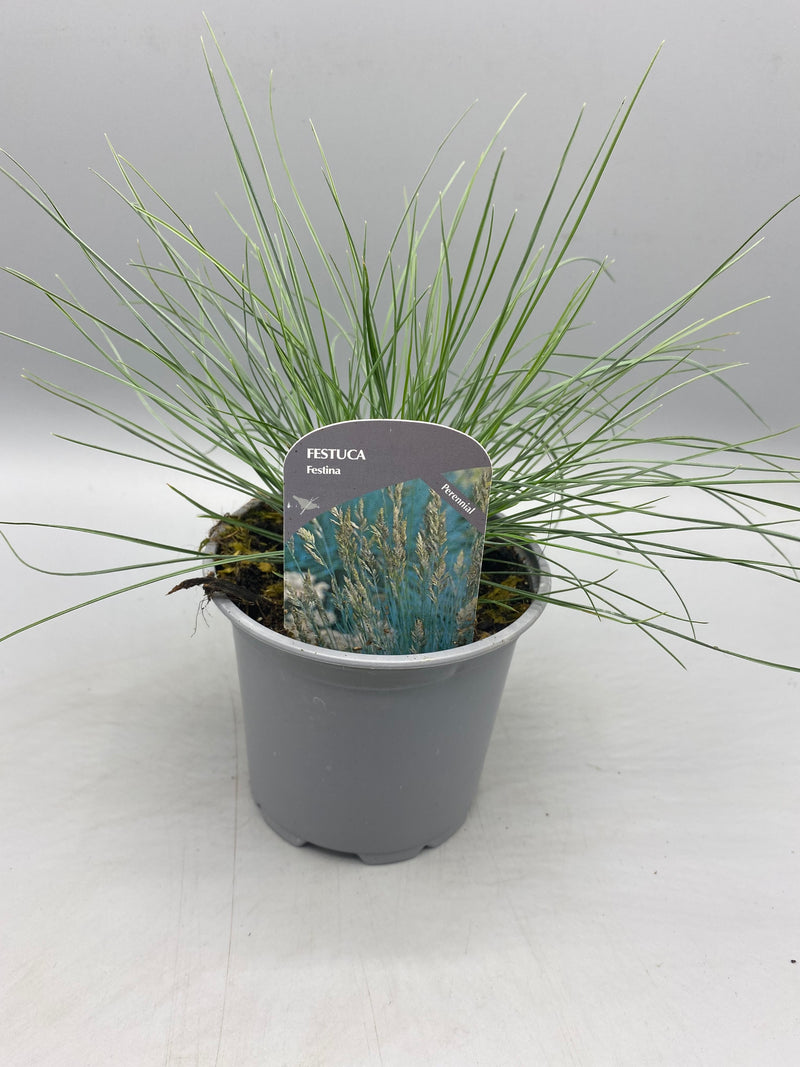 10.5cm Festina Blue Grass (Perennial, Summer, Autumn, Spring, Foliage)