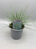 10.5cm Festina Blue Grass (Perennial, Summer, Autumn, Spring, Foliage)