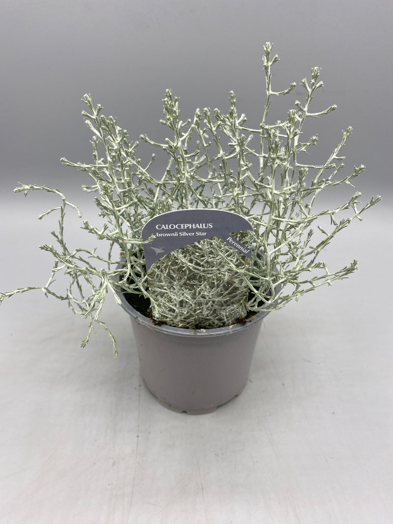 Calocephalus (Perennial, Summer, Autumn, Spring, Foliage)