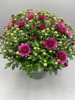 Buy One Get One Free - Large Hardy 2L Chrysanthemum Balls (Summer, Autumn, Perennial)