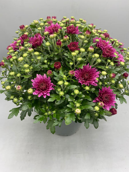 Large Hardy 2L Chrysanthemum Balls (Summer, Autumn, Perennial)
