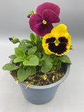 1L Pansy, Tray of 3 Plants (Summer, Autumn, Spring)