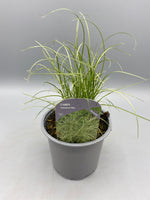 10.5cm Amazon Mist Grass (Perennial, Summer, Autumn, Spring, Foliage)