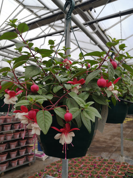 30cm Large and Deep Fuchsia Seasonal Hanging Basket (Spring, Summer) *Woodlarks Delivery only*