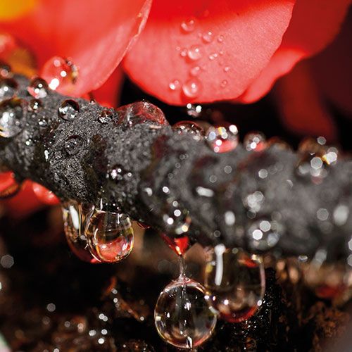 Easy Watering Leaky Hose with Hose Connector (Hedging)