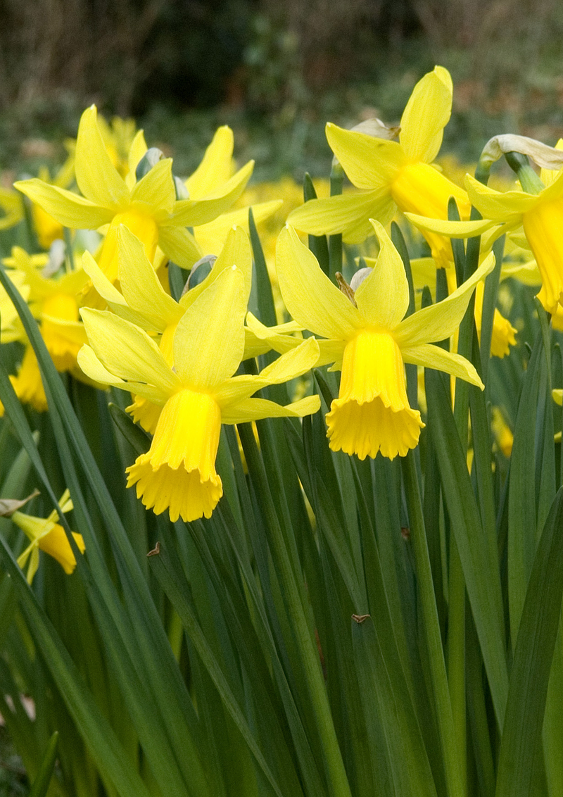 9cm Miniature Daffodil, Tete a Tete, DRY BULB (Autumn, Spring, Bulbs)