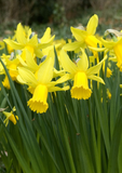 *DEAL OF THE WEEK* Miniature Daffodil, Tete a Tete, (Autumn, Spring, Bulbs)