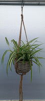 Spider Plant in Rope & Rattan Hanging Basket (Indoor)