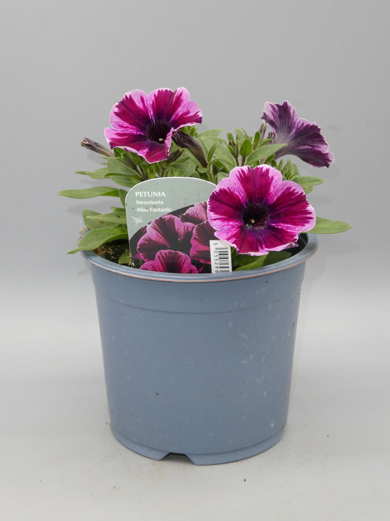 1L Petunia  (Spring, Summer)
