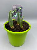 1L Tulip Bulbs (Spring)