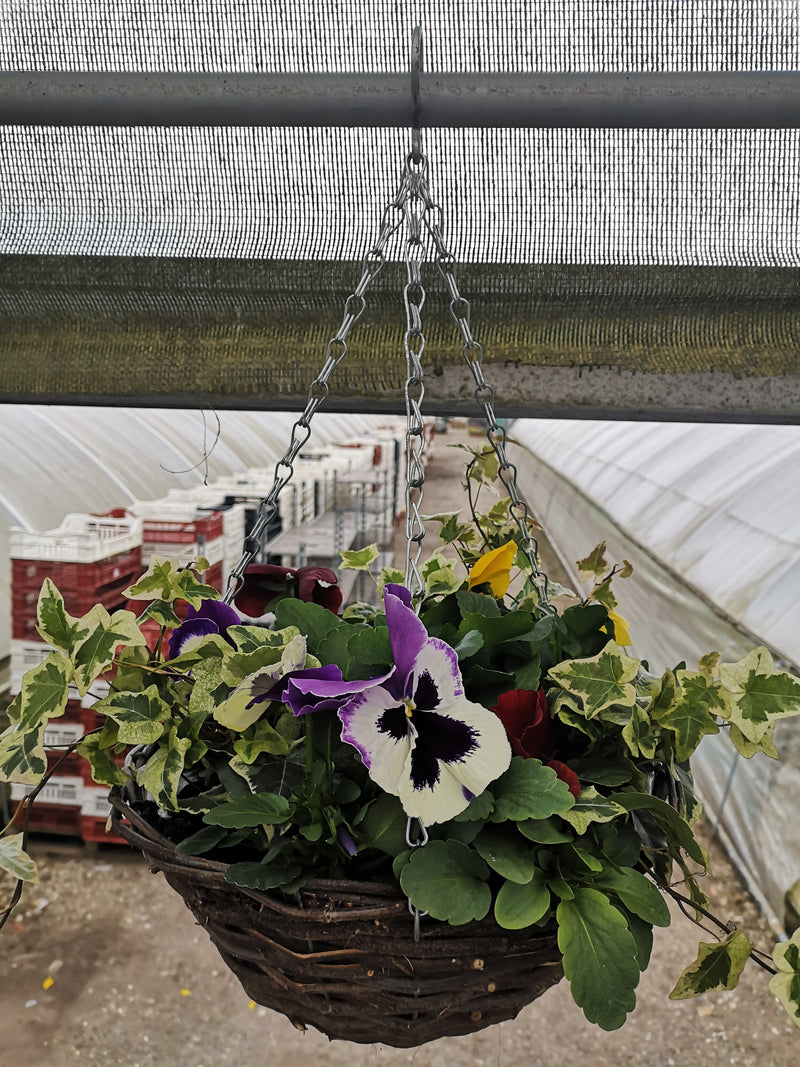 Rattan Hanging Basket with Pansy and Ivy (Summer, Autumn, Spring, Patio)