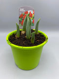 1L Tulip Bulbs (Spring)