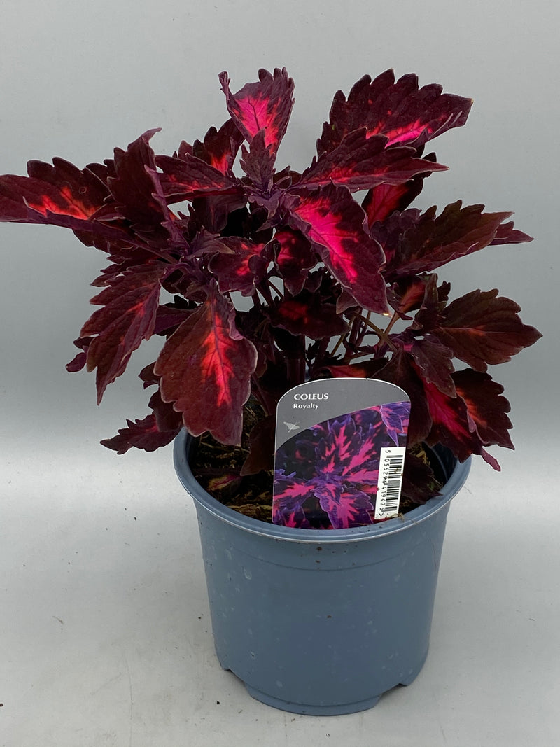 1L Coleus (Summer, foliage)