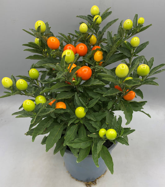 1L Solanum (Summer, Autumn, Spring, Perennial)