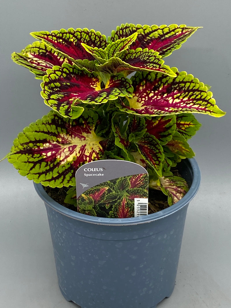 1L Coleus (Summer, foliage)