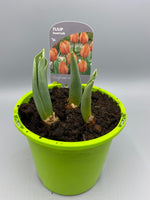 1L Tulip Bulbs (Spring)