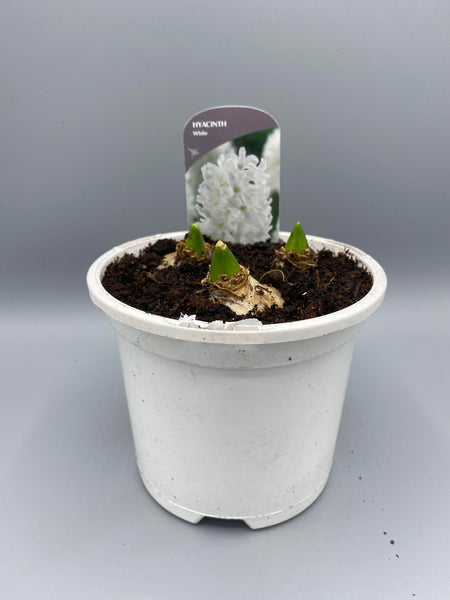 1L Hyacinth (Spring, bulbs)