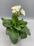 Polyanthus, fully grown plants (Autumn, Winter, Spring)