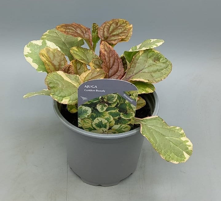 Golden Beauty Ajuga (Perennial, Summer, Autumn, Spring, Foliage)