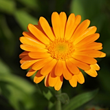 2x 2L Calendula  (Summer)