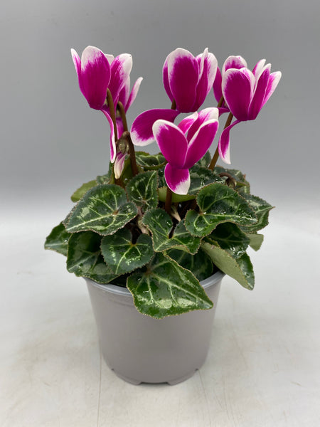 10.5cm Mini Cyclamen, Green Leaf (Autumn, Spring)