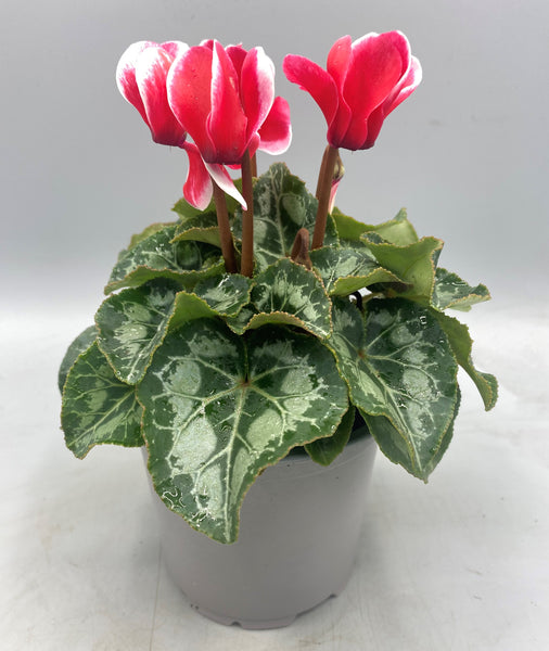 10.5cm Mini Cyclamen, Green Leaf (Autumn, Spring)