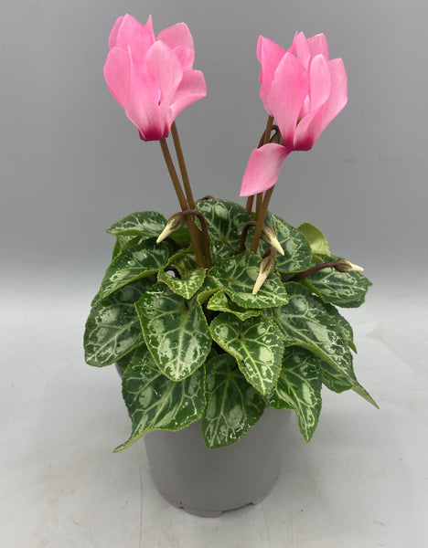 10.5cm Mini Cyclamen, Green Leaf (Autumn, Spring)