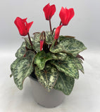 10.5cm Mini Cyclamen, Green Leaf (Autumn, Spring)