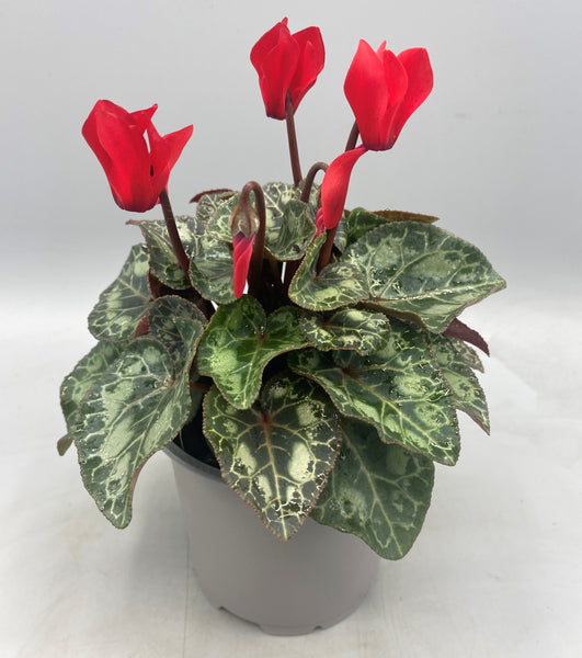 10.5cm Mini Cyclamen, Green Leaf (Autumn, Spring)