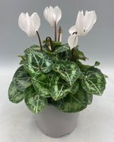 10.5cm Mini Cyclamen, Green Leaf (Autumn, Spring)